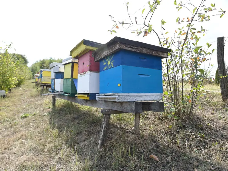 Plave, žute i crvene košnice na livadi